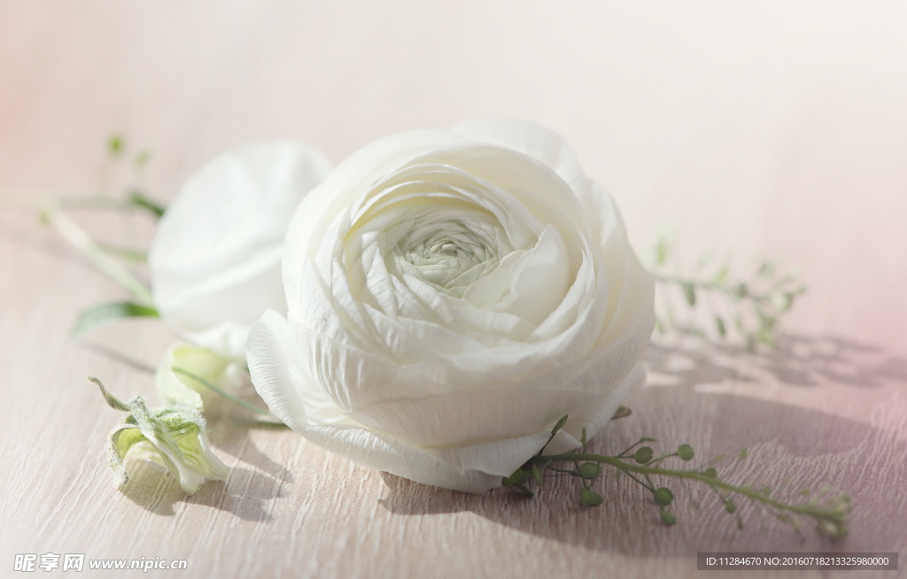 白色毛莨花