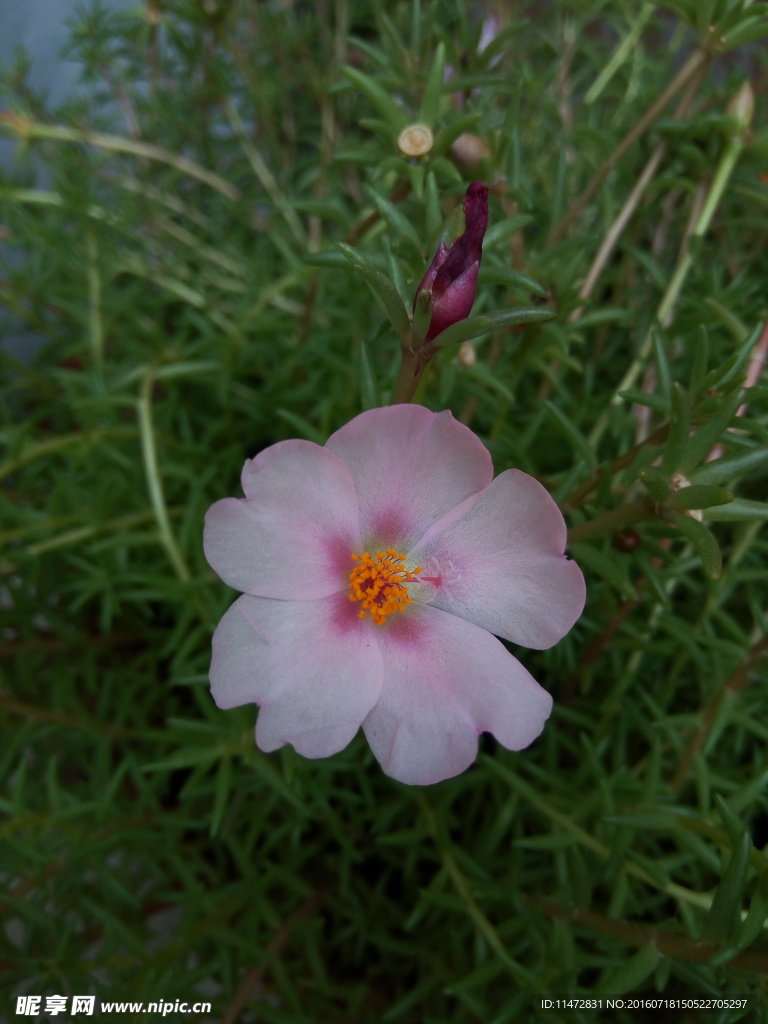 马蜂菜花