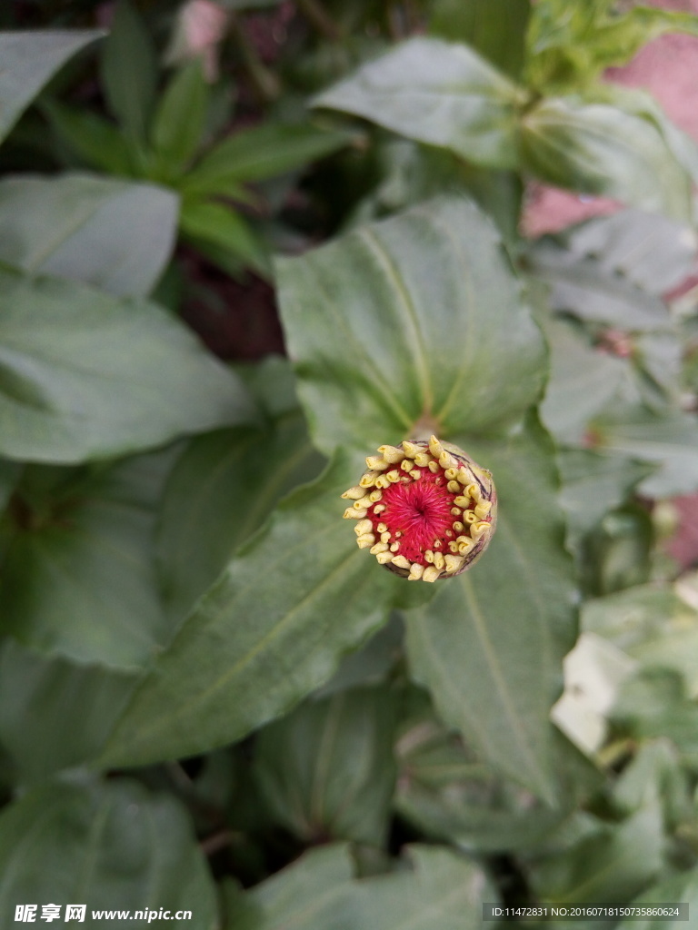 孔雀草