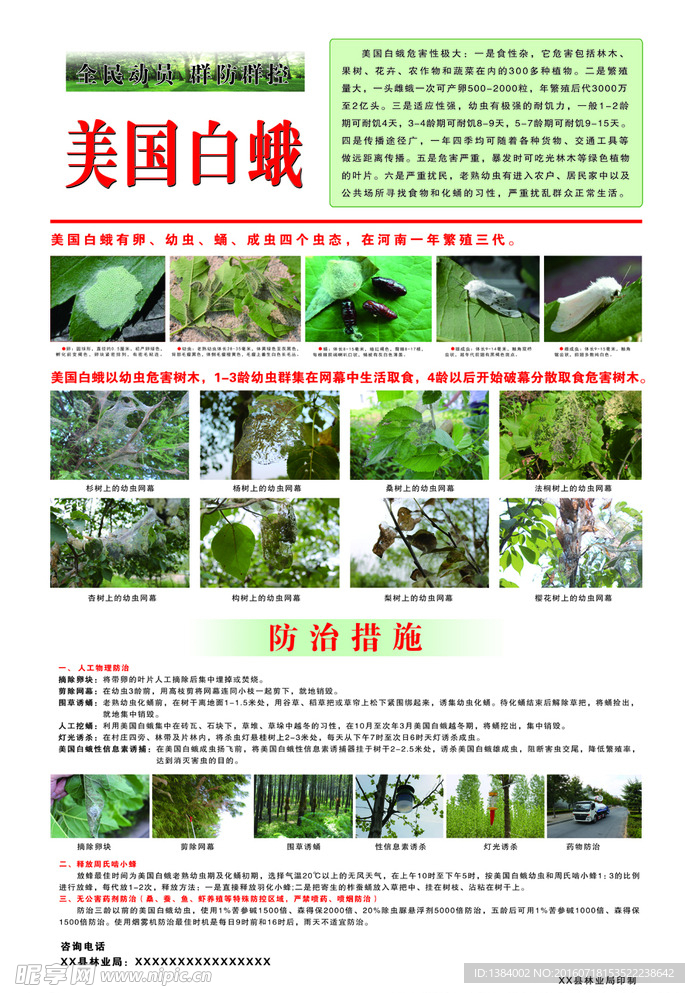 美国白蛾