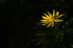 黄金菊