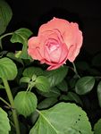 夜色月季