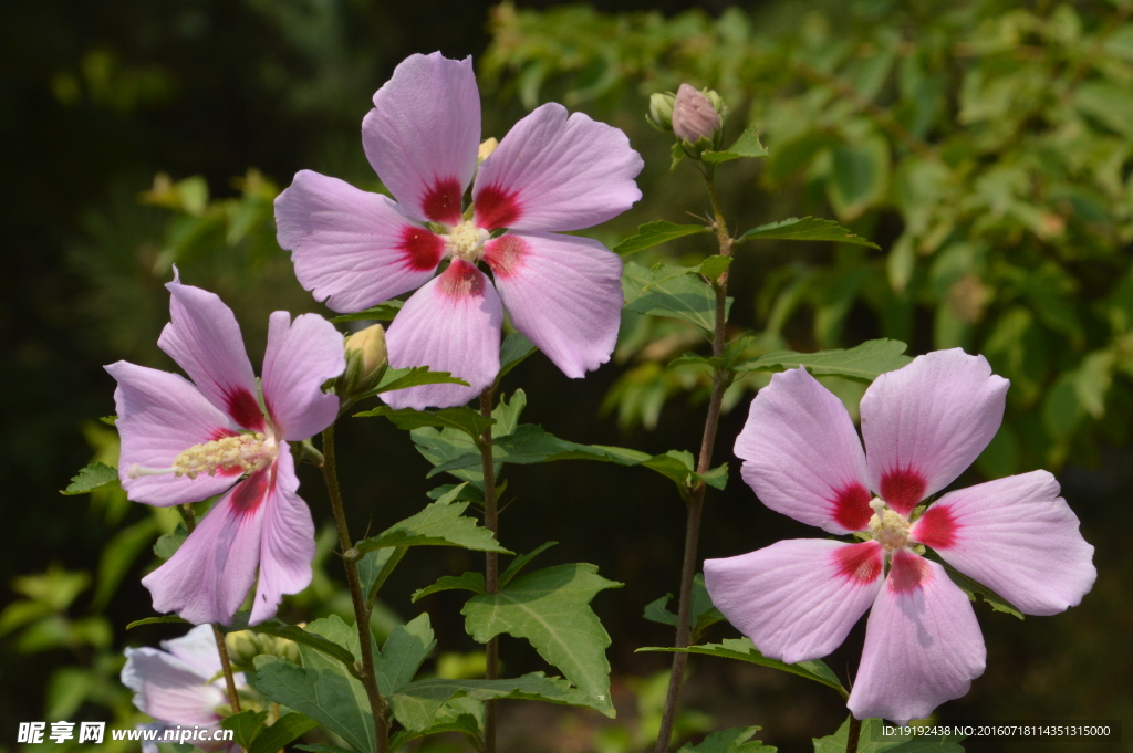 木槿花