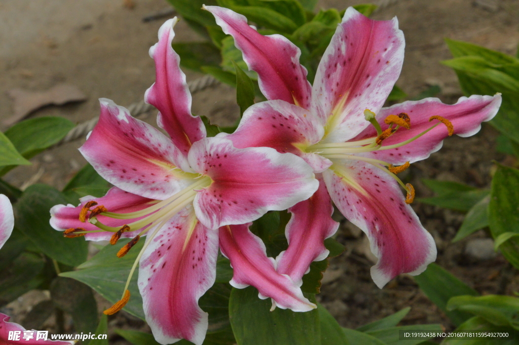 百合花