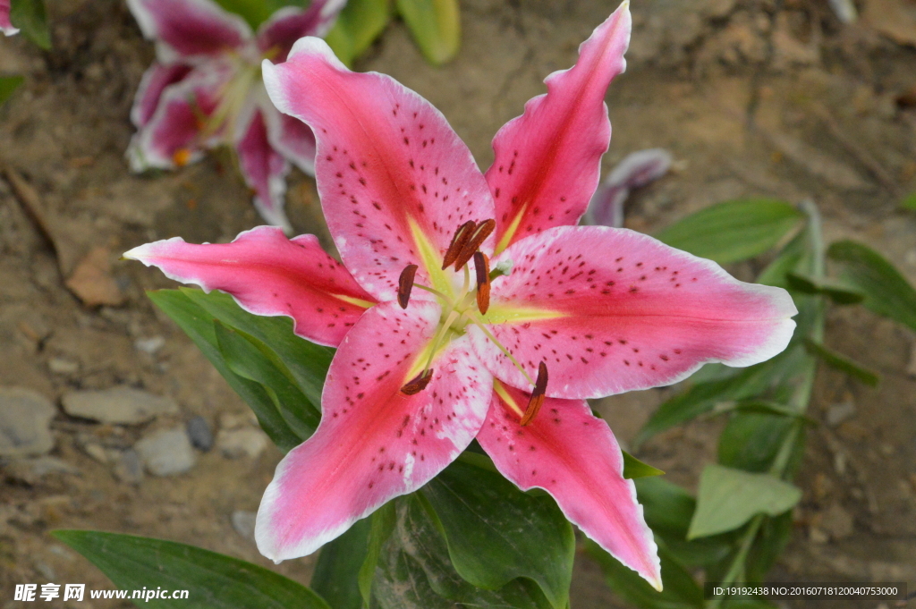 百合花