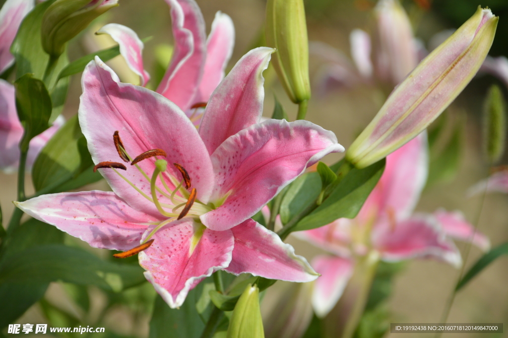 百合花