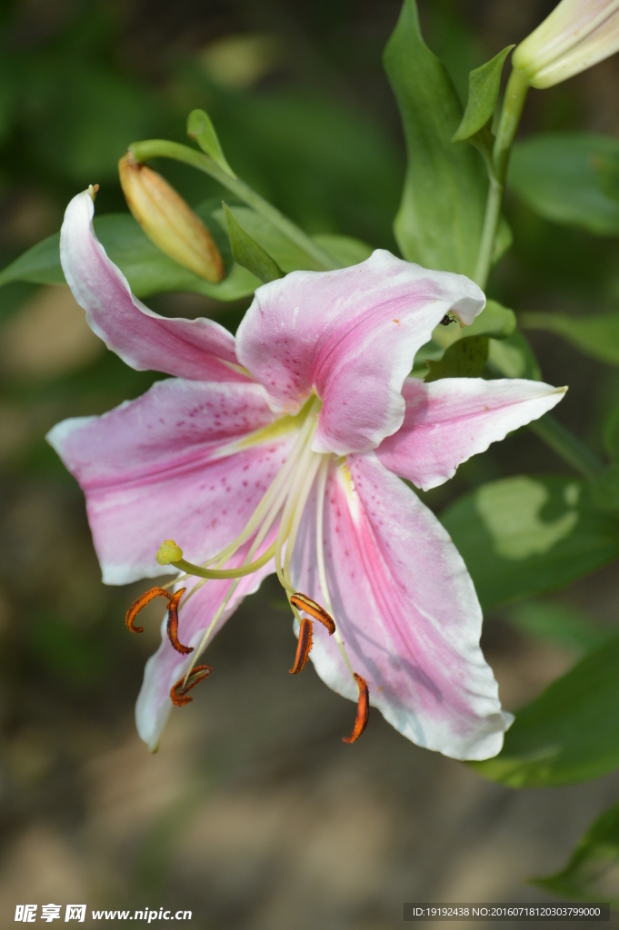百合花