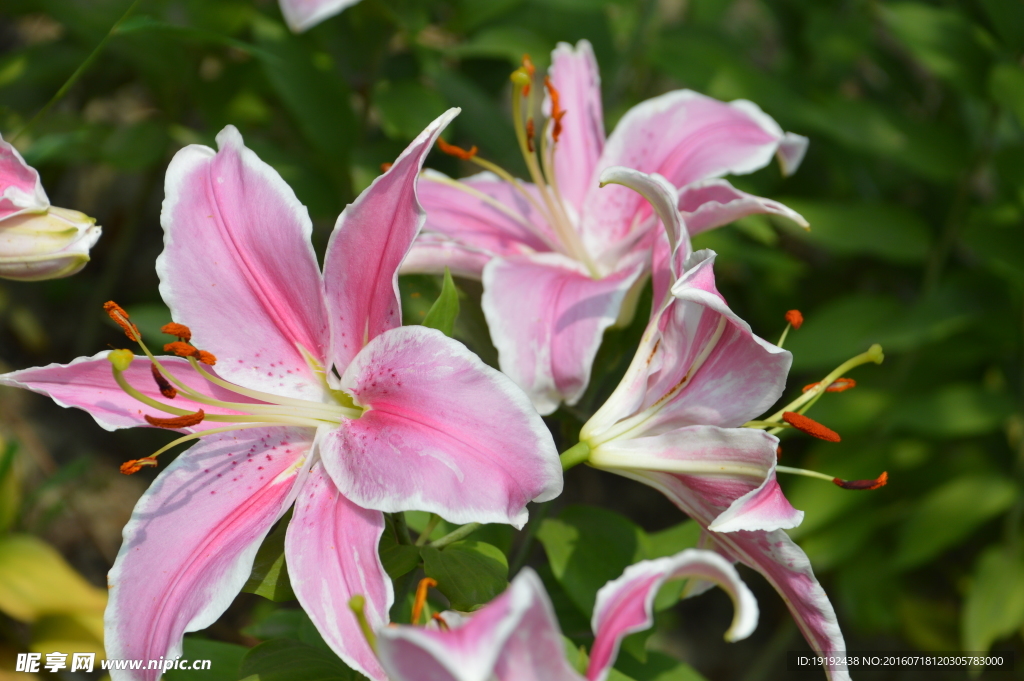 百合花