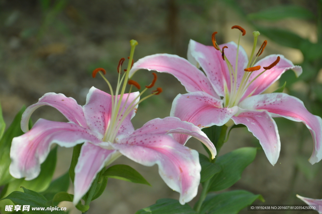 百合花
