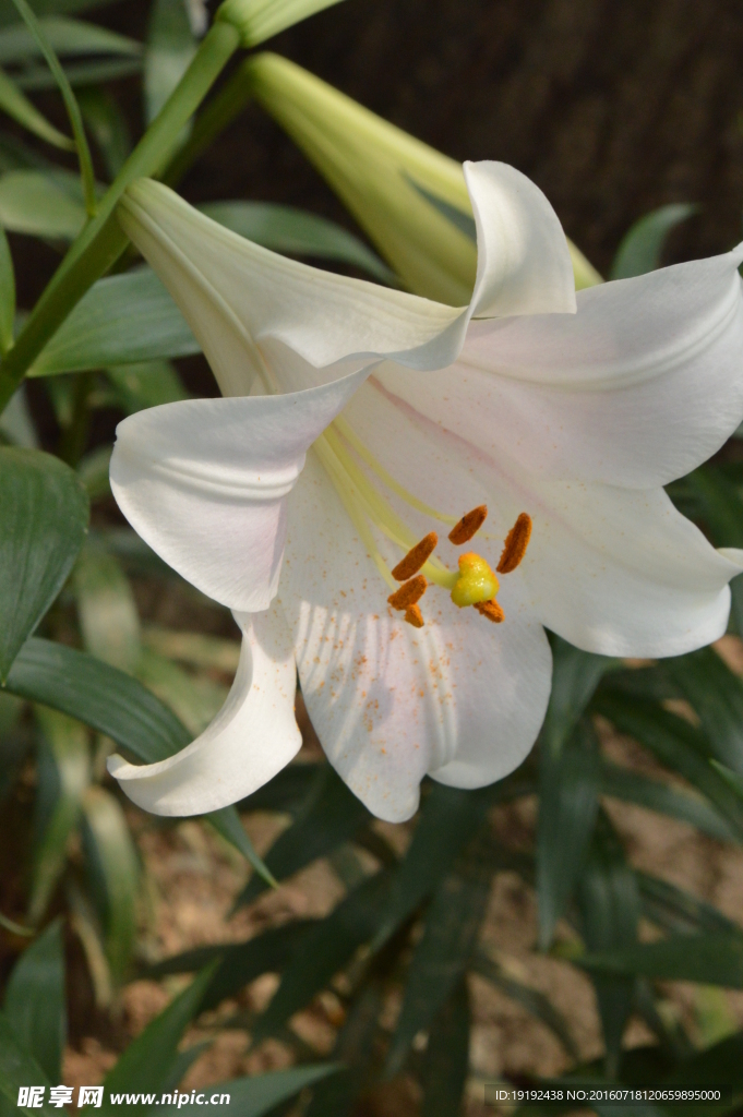 百合花