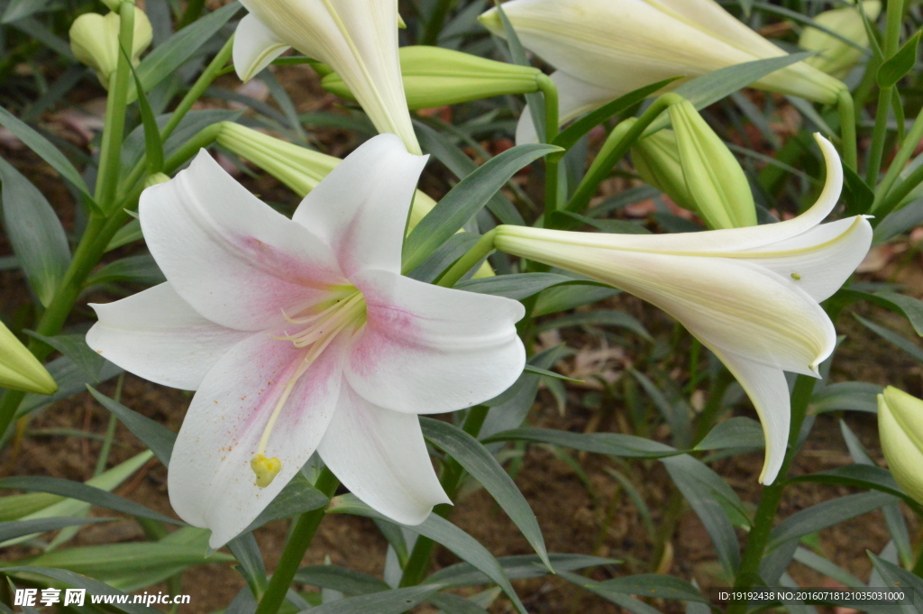 百合花