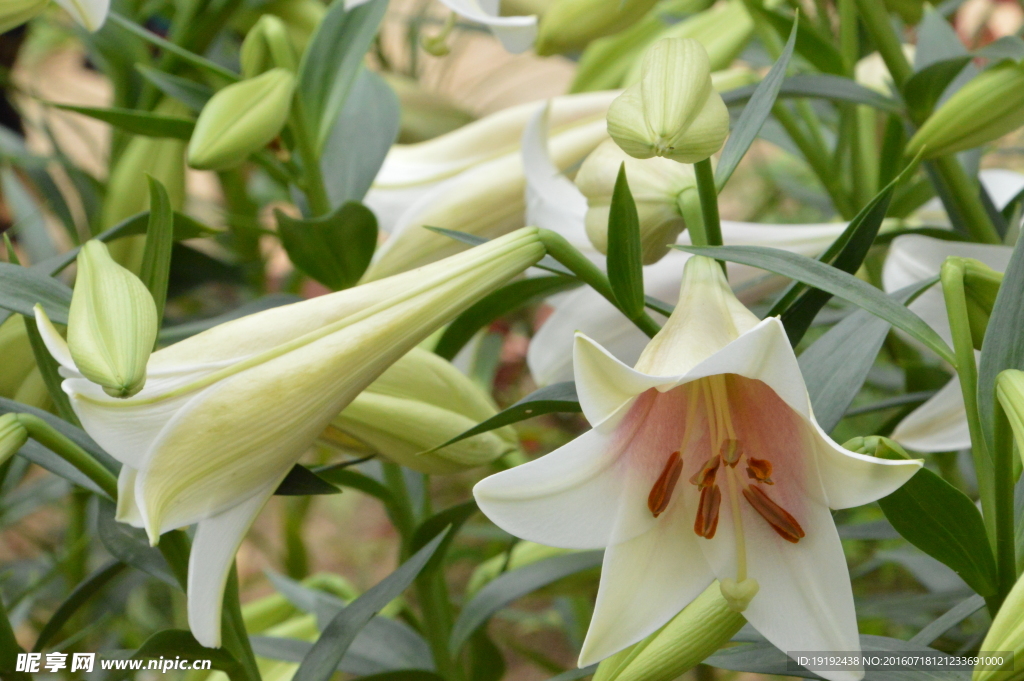 百合花