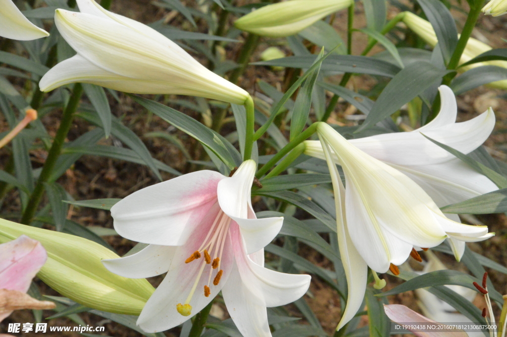 百合花