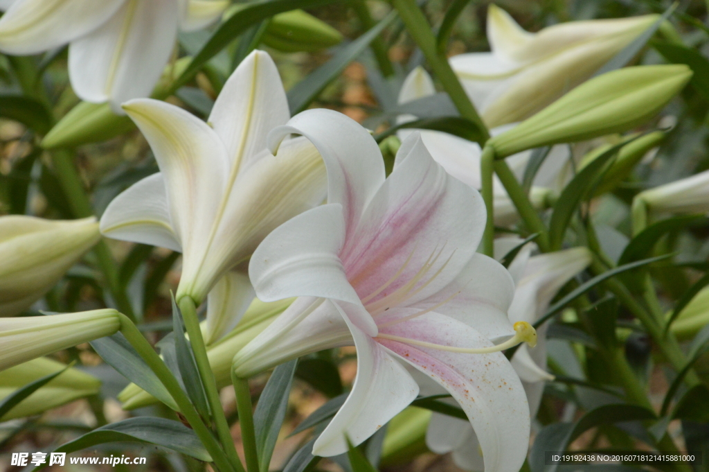 百合花