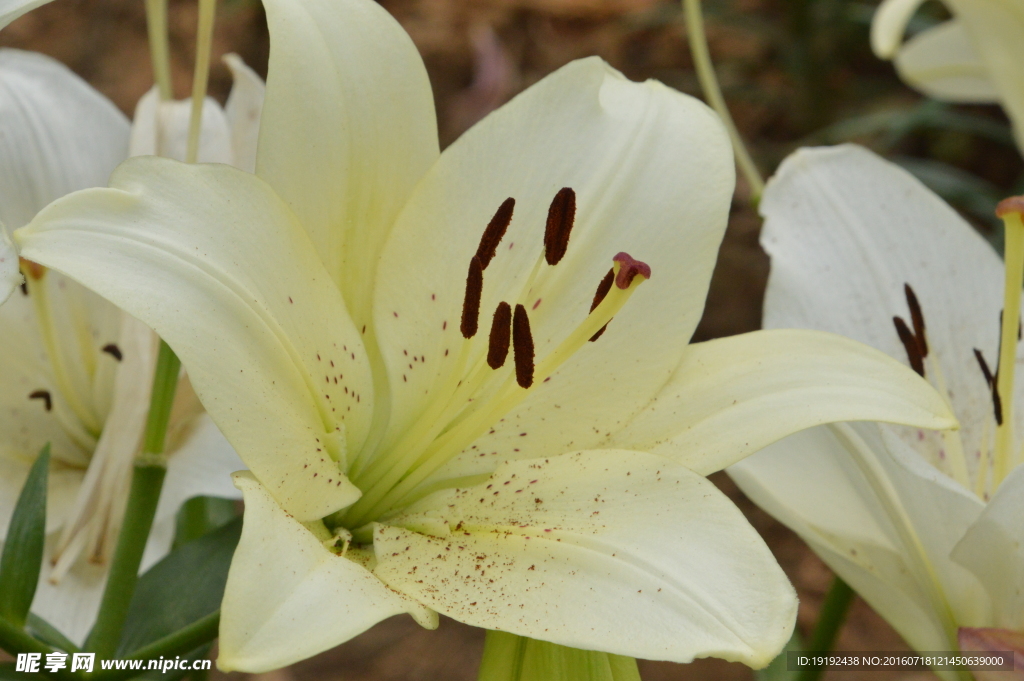 百合花