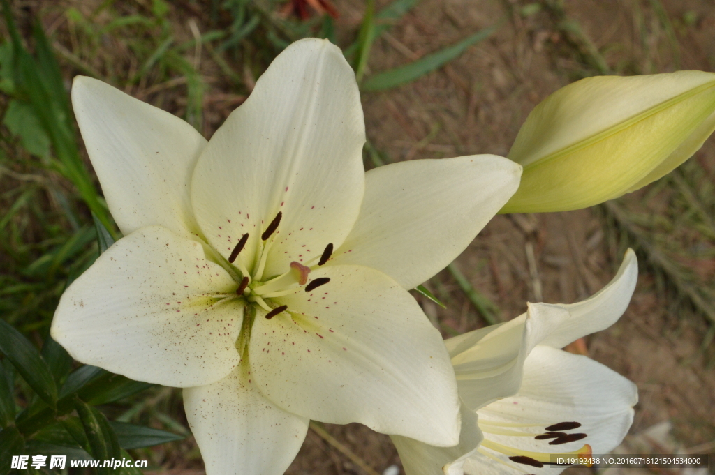 百合花