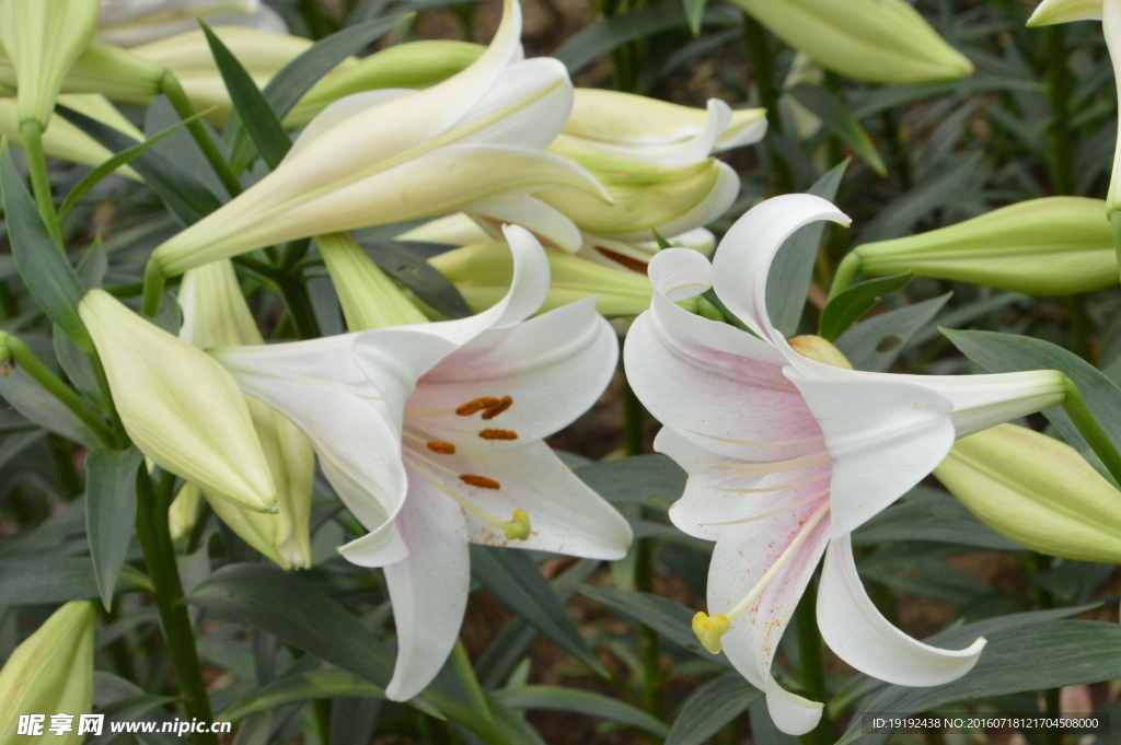 百合花