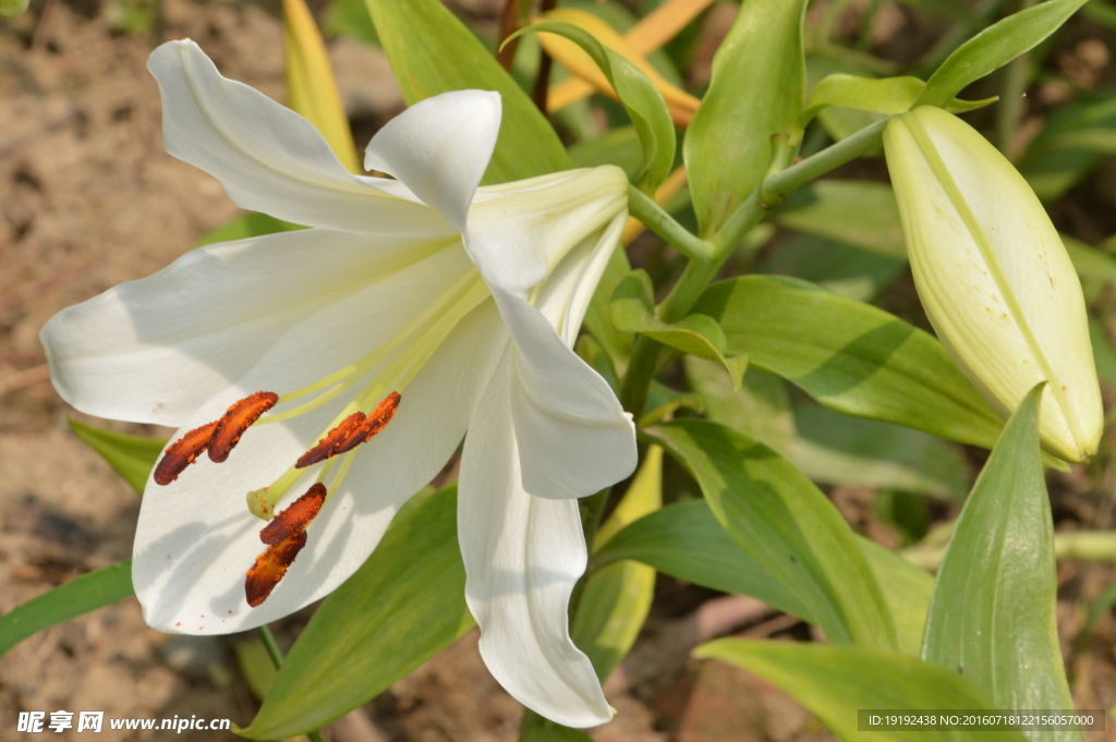 百合花