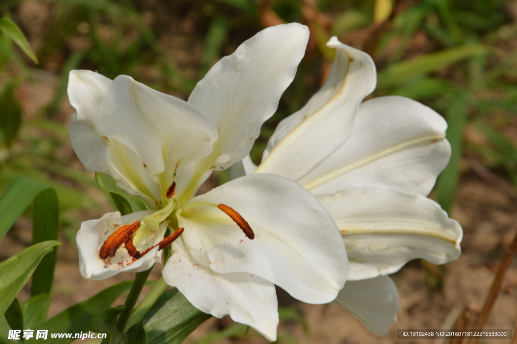 百合花