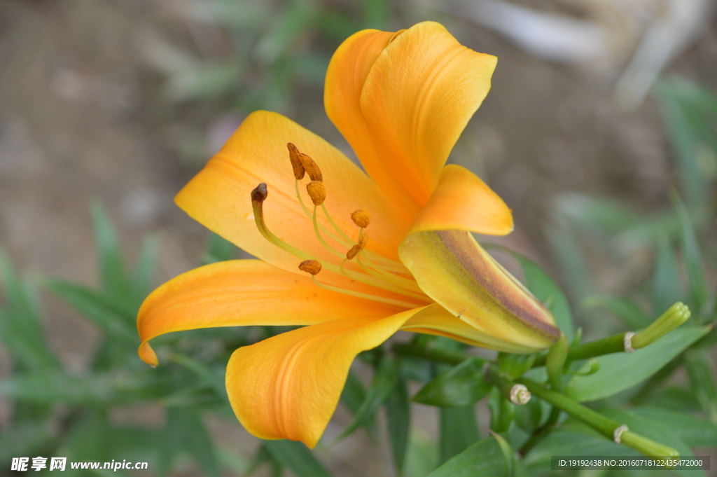 百合花