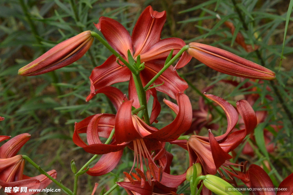 百合花