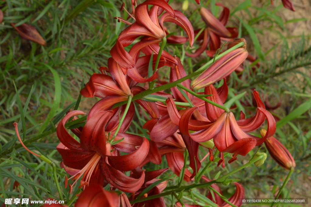 百合花