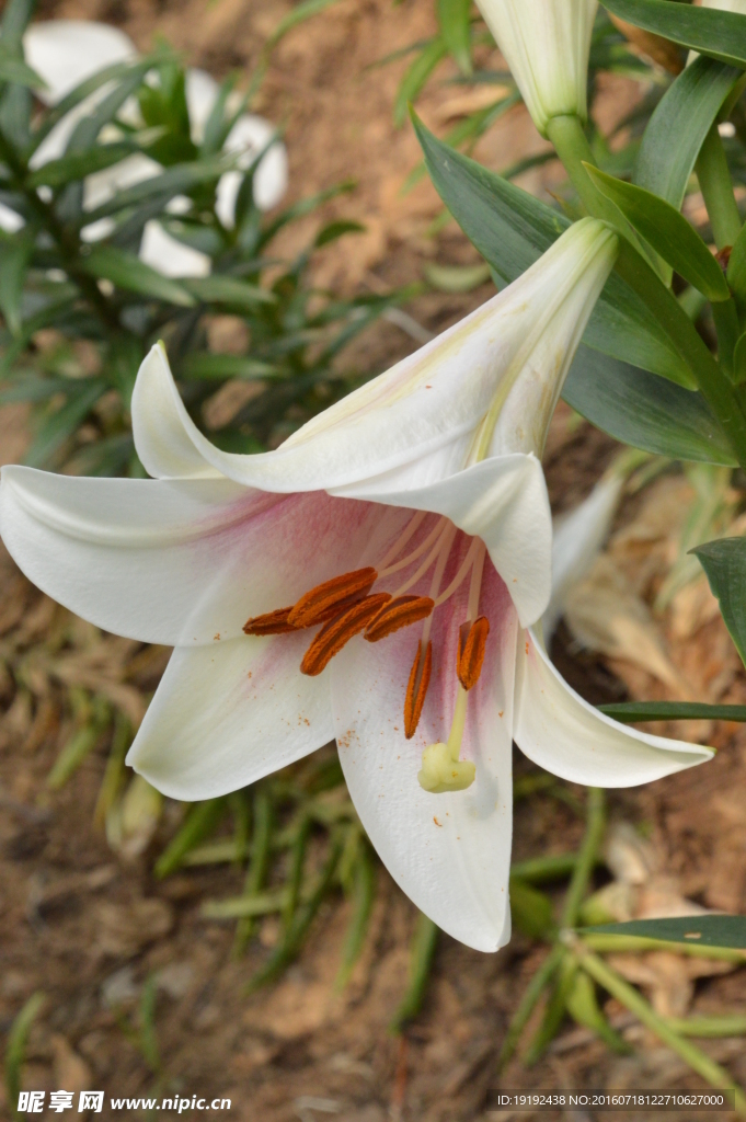 百合花