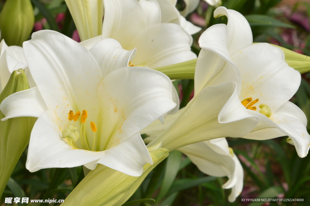 百合花