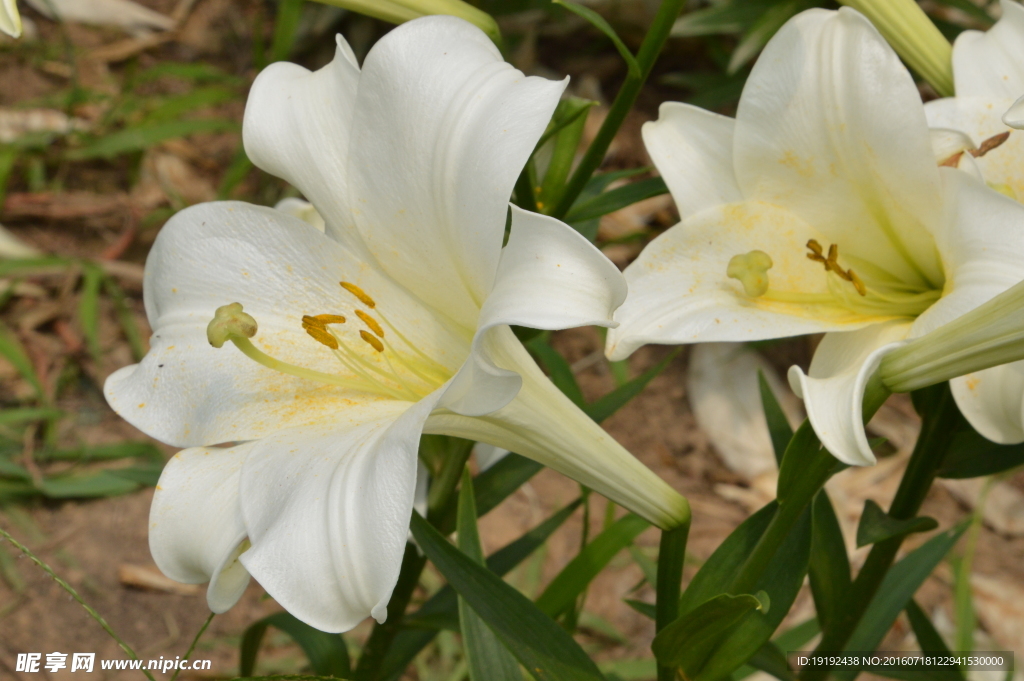百合花