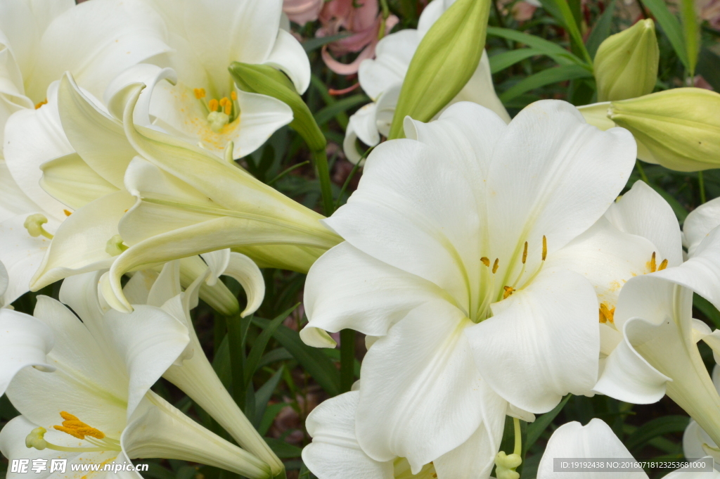 百合花