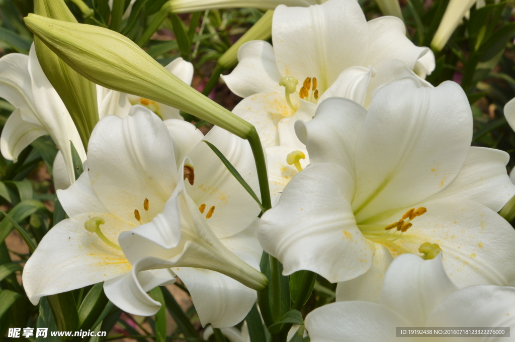 百合花
