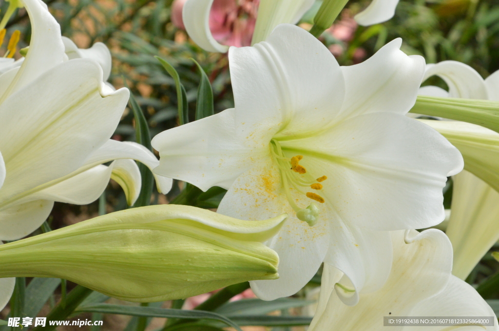 百合花
