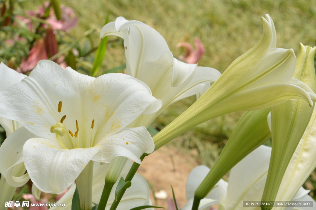 百合花