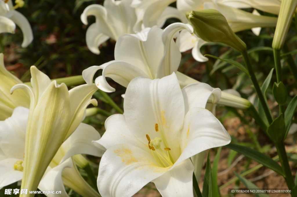 百合花