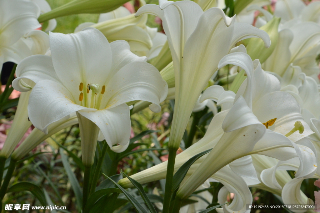 百合花