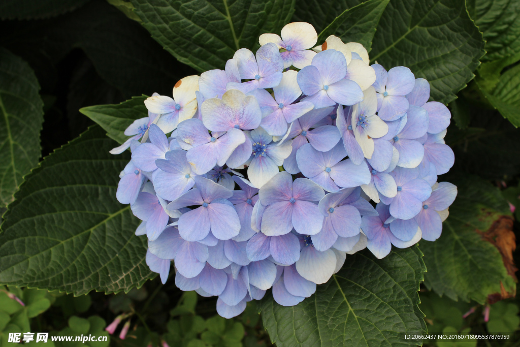 绣球花
