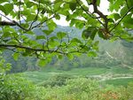 一枝苍翠袭满山