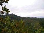 近枝远山