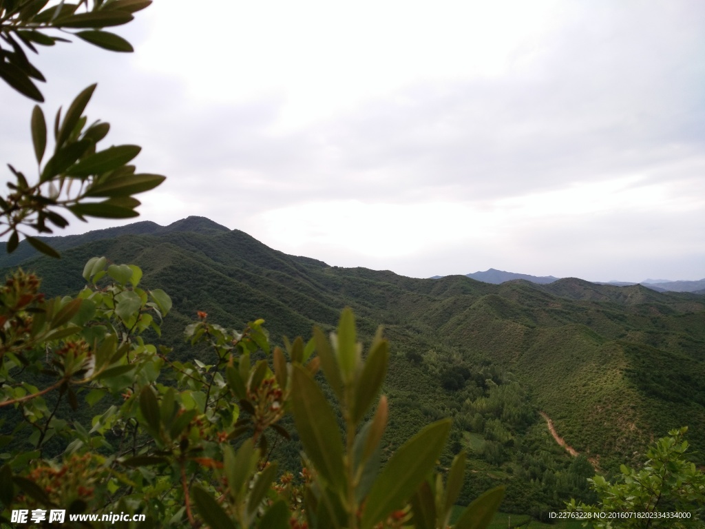 近枝远山