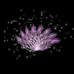 莲花