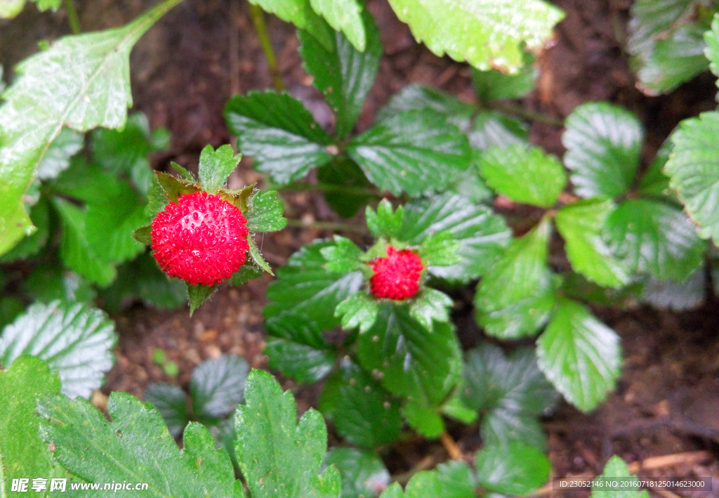 红色的野草莓特写