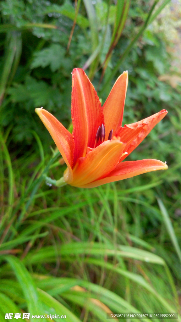 野生黄花菜