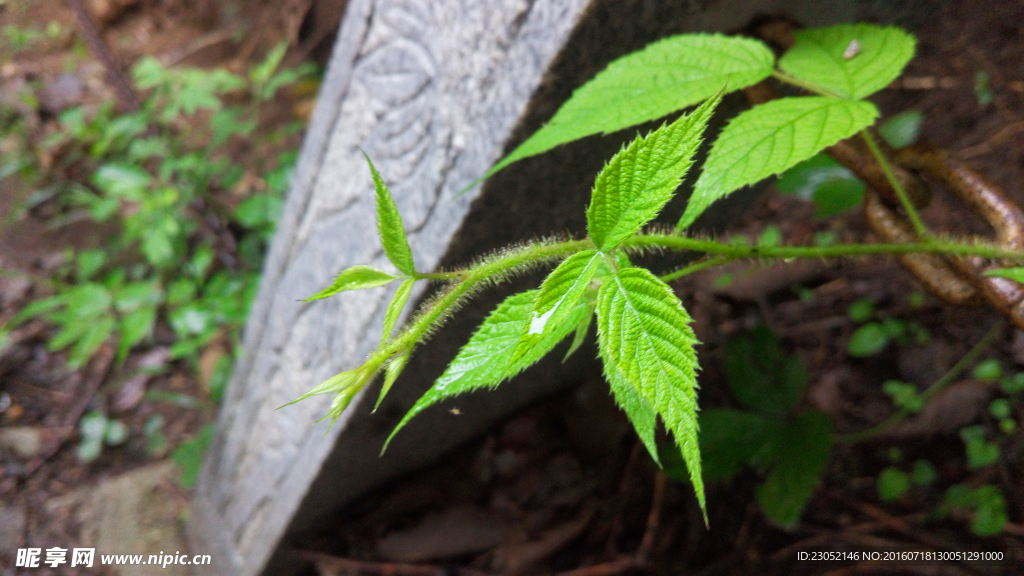 路边绿植特写