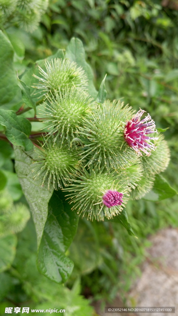 路边的花果特写