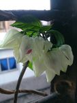 龙吐珠