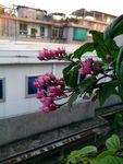 龙吐珠
