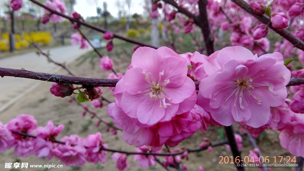 花特写