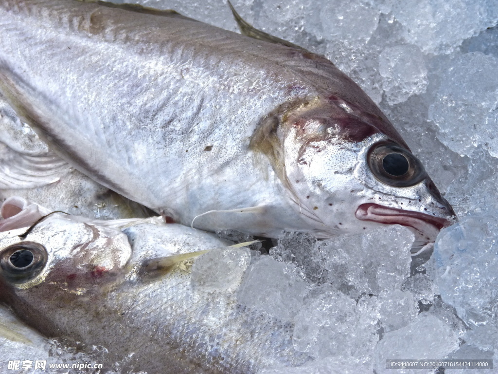 冷冻带鱼进口报关清关流程及所需资料 - 哔哩哔哩