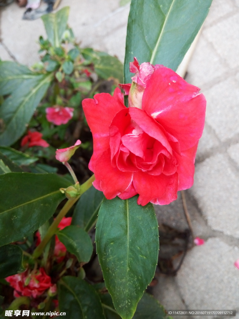 凤仙花