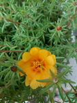 马蜂菜花